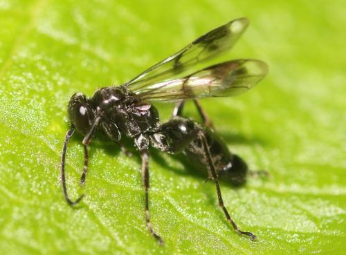 Dipogon subintermedius
